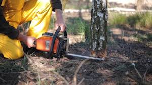 Best Tree Mulching  in Hrison, AR