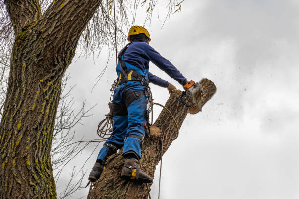 Best Tree Trimming and Pruning  in Hrison, AR