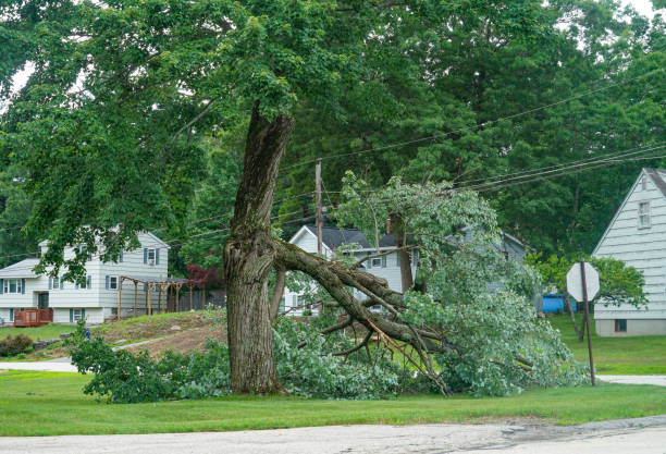 Why Choose Our Tree Removal Services in Harrison, AR?